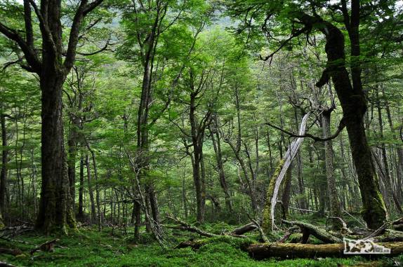 Um belíssimo e verdejante bosque na trilha para o Glaciar do Rio Mosco, na região de Villa O'Higgins, no sul do Chile